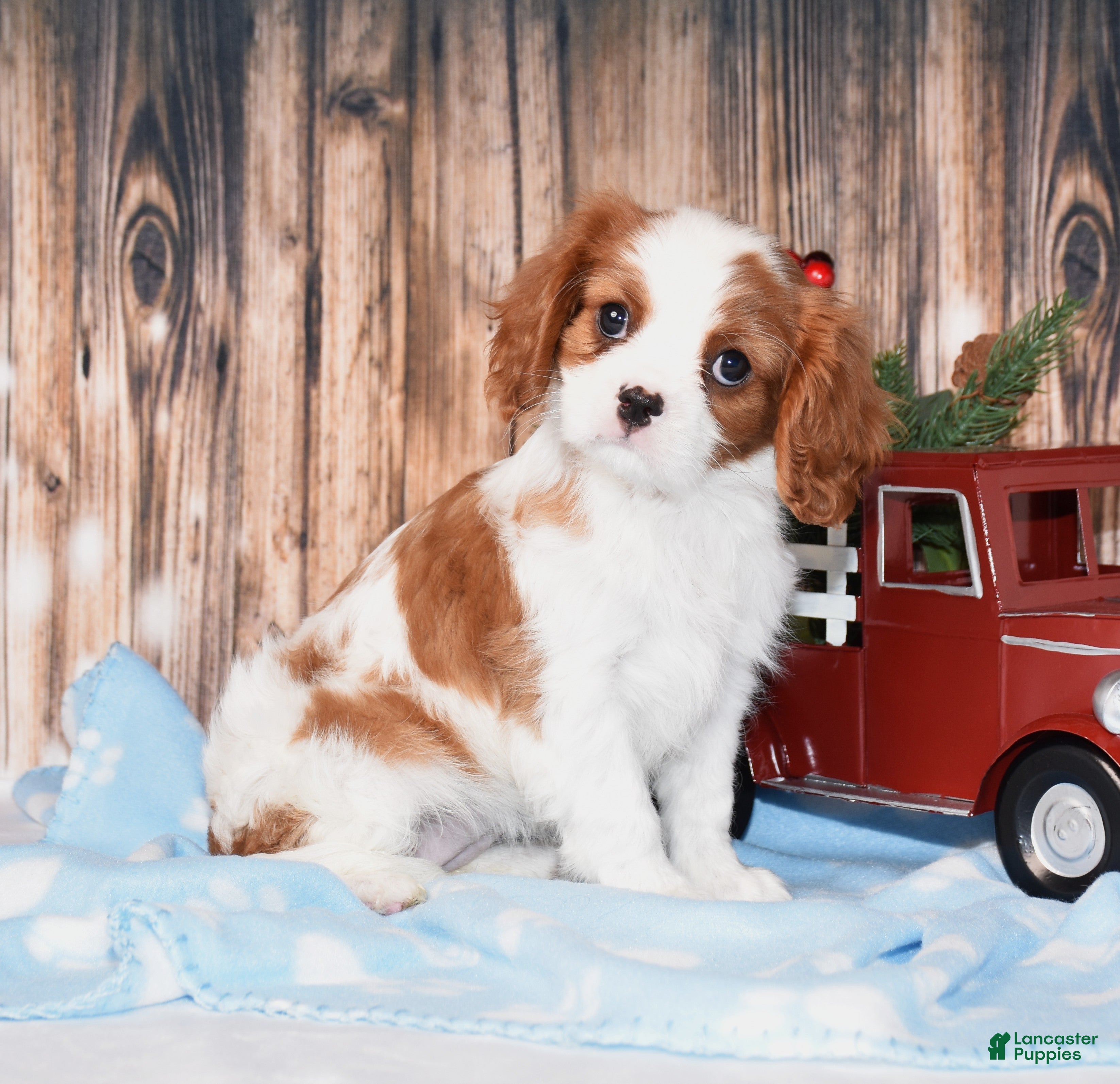 Cavalier King Charles Spaniel dogs Fanya - Ad 18