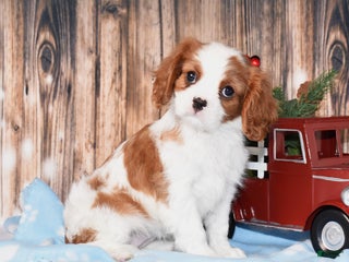 Cavalier King Charles Spaniel dogs Fanya - Ad 35