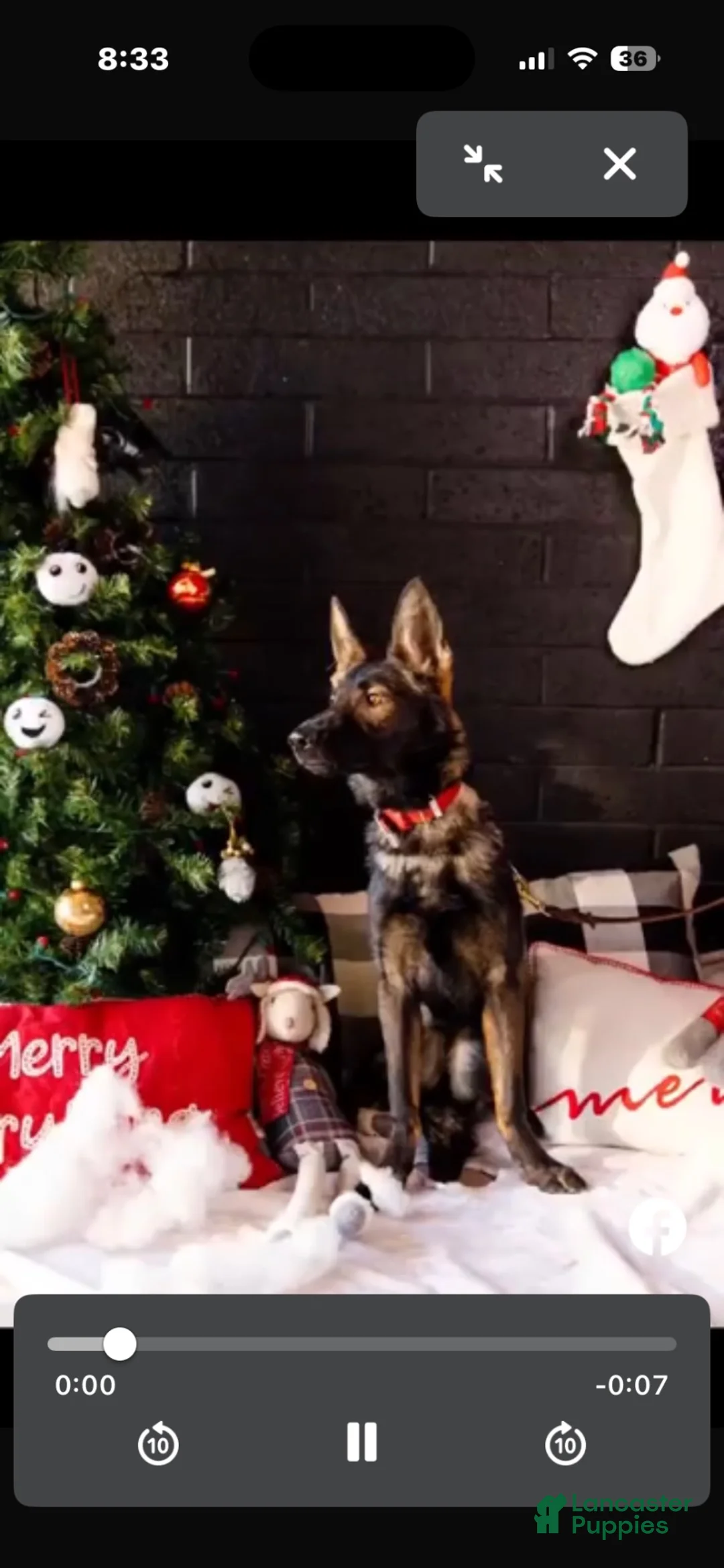 German Shepherd dogs for sale: German Shepherd 3 - Ad 6