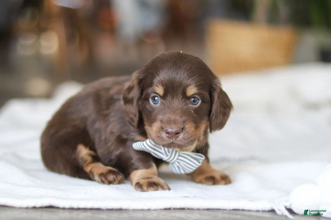 Miniature Dachshund dogs for sale: Glizzy - Ad 1
