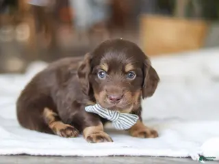 Miniature Dachshund dogs Glizzy - Ad 9