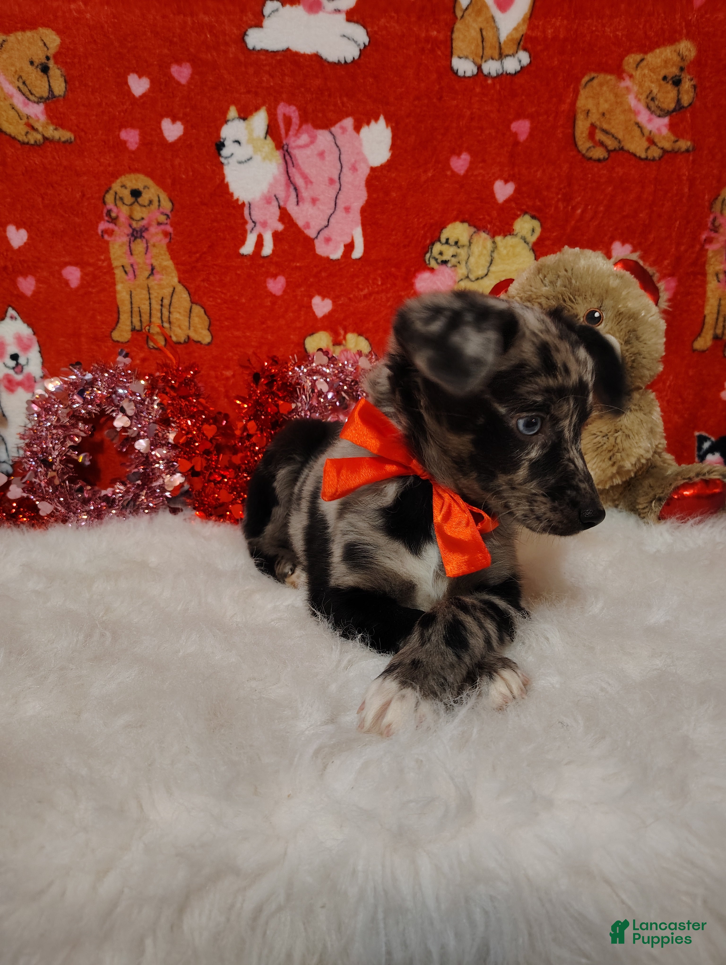 Mixed Breed dogs Woody - Ad 18