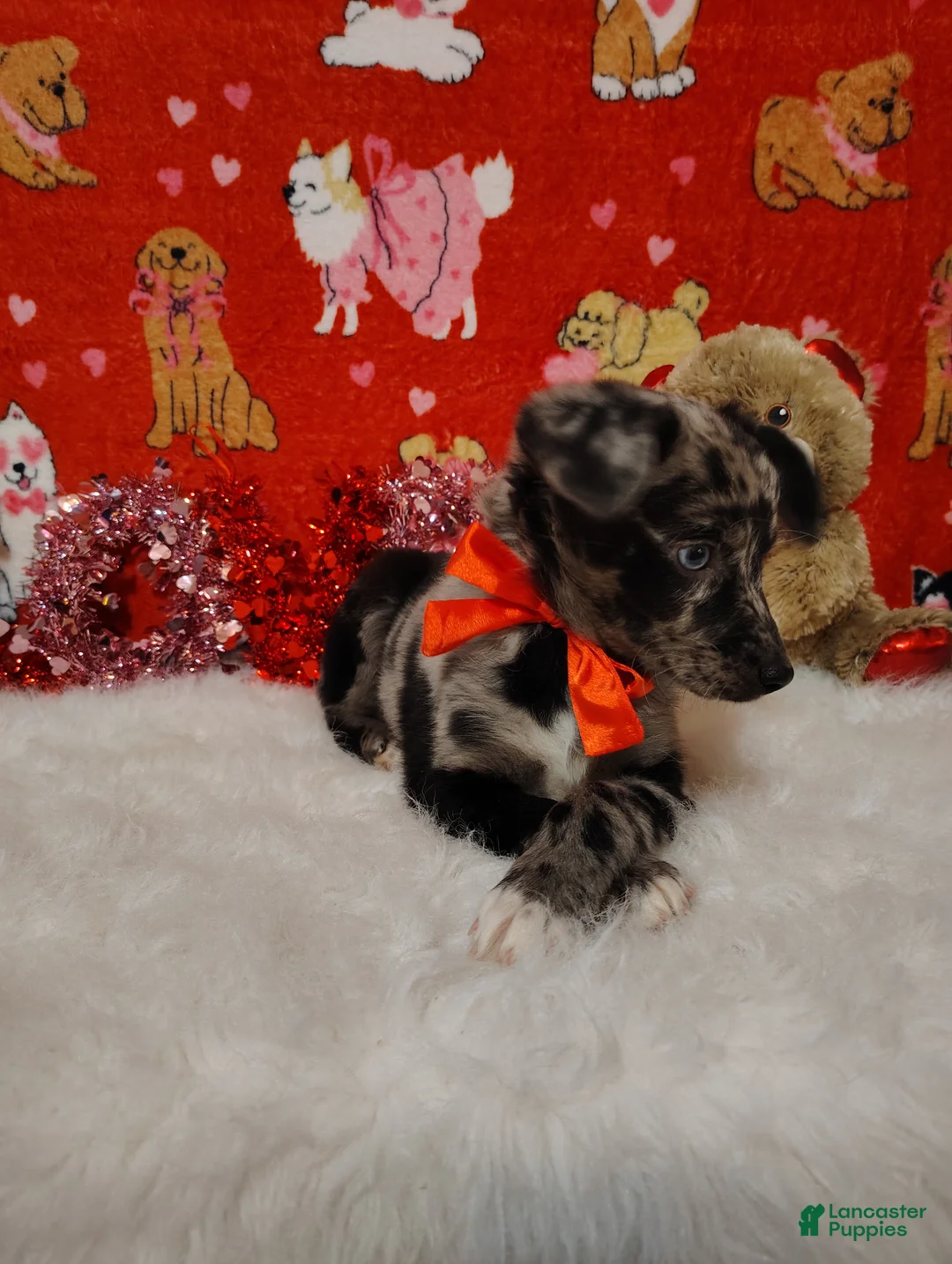 Mixed Breed dogs for sale: Woody - Ad 1