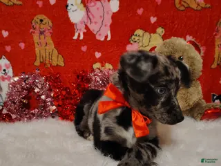 Mixed Breed dogs Woody - Ad 18