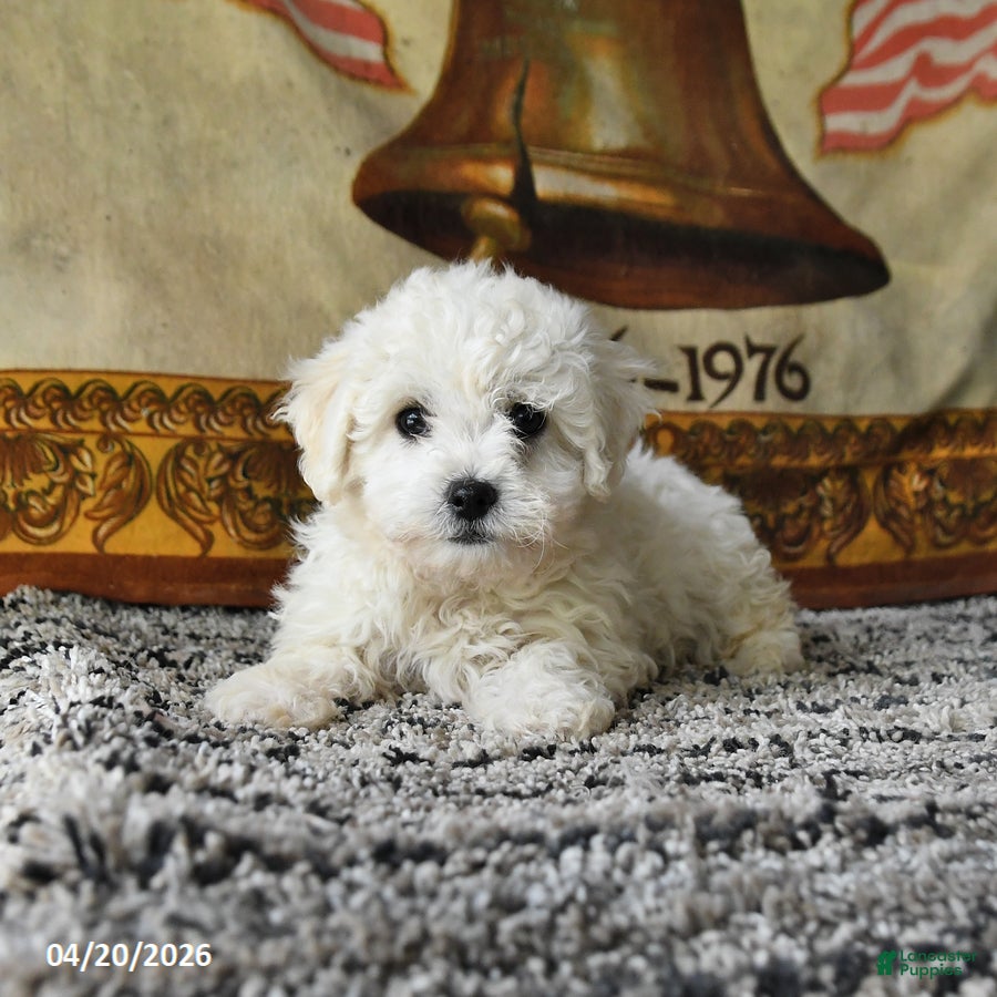 Bichon Frise dogs Angel - Ad 1