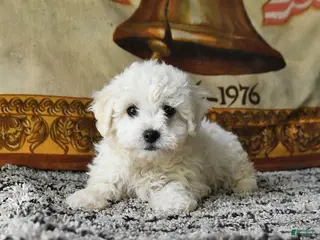 Bichon Frise dogs for sale: Angel - Ad 4