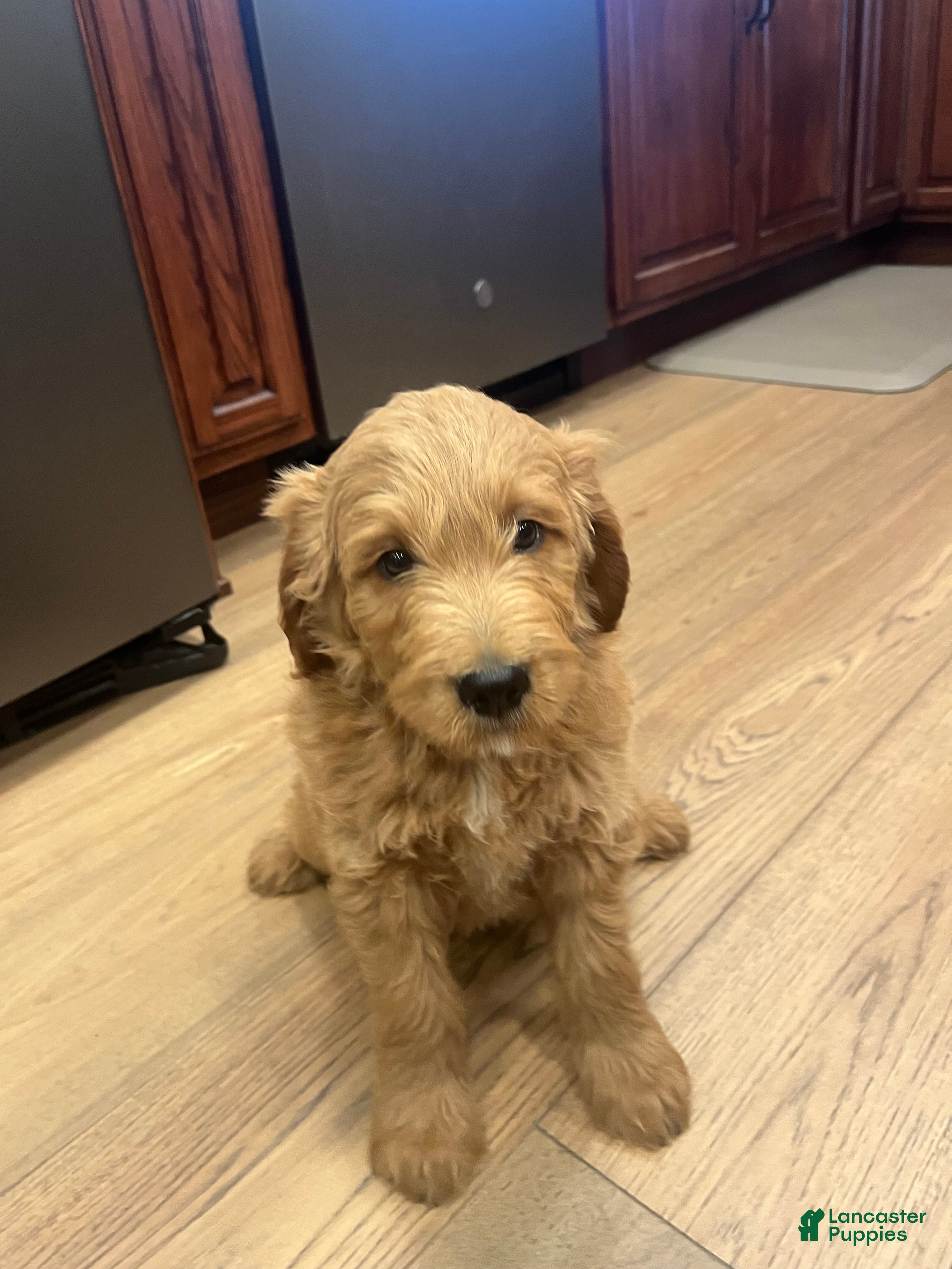 Mini Goldendoodle dogs for sale: Buster - Ad 1