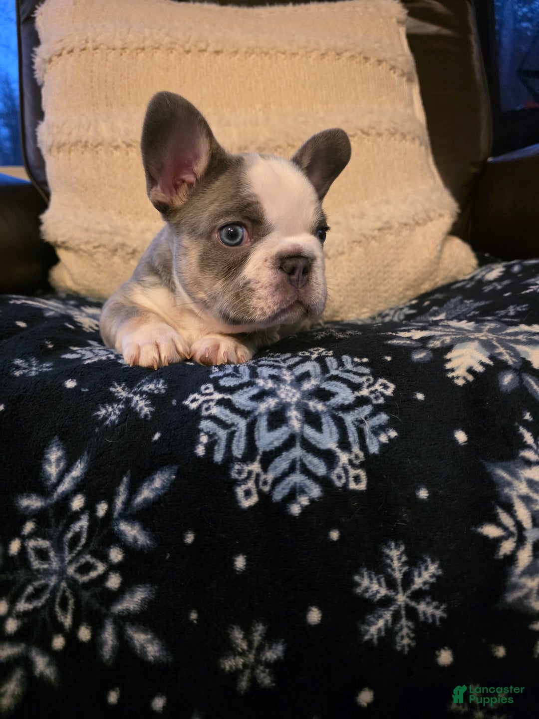 French Bulldog dogs for sale: Olaf – a Lilac with Panda Husky Pattern French Bulldog , carries pink and fluffy - Ad 5
