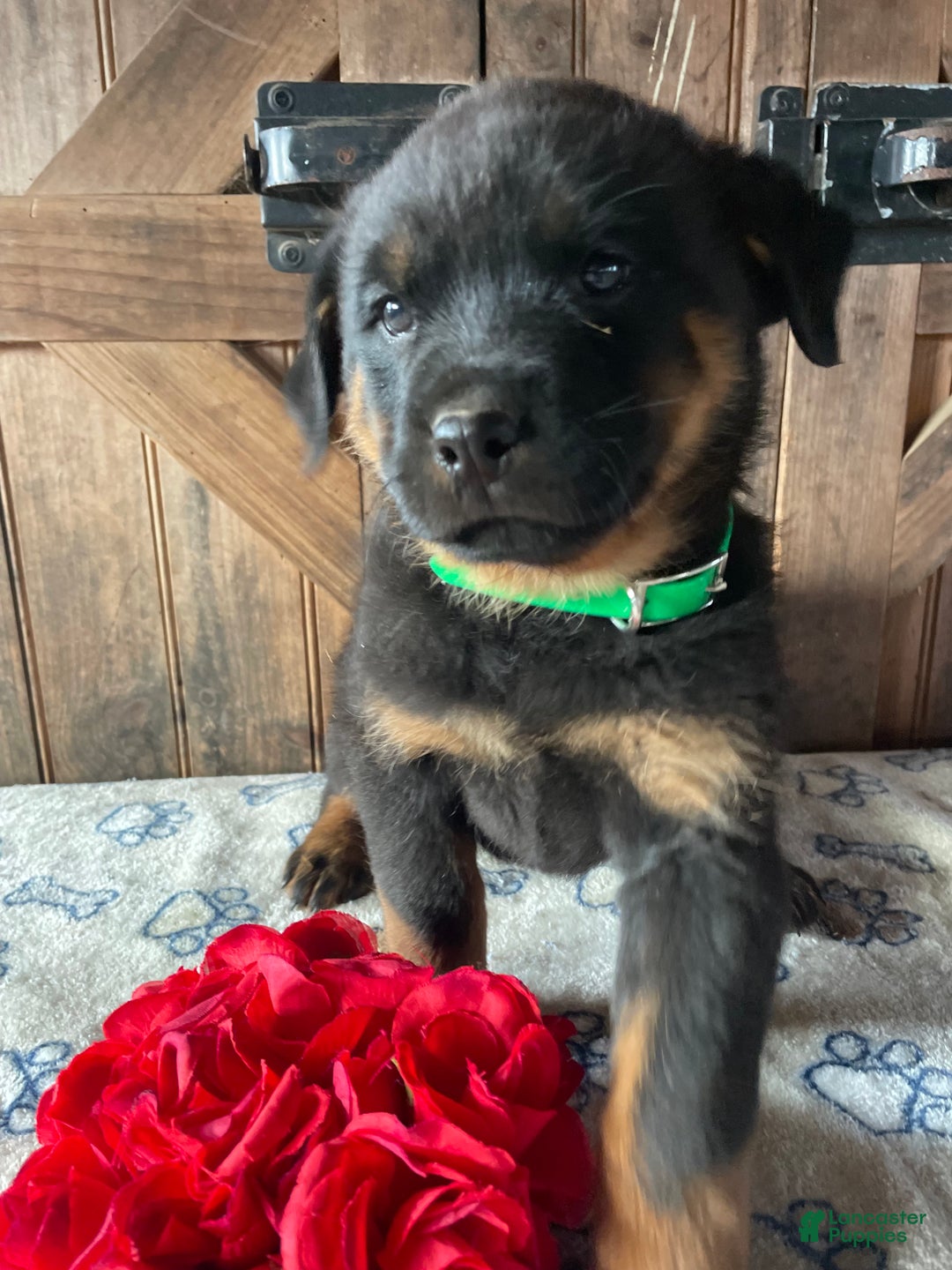 Rottweiler dogs for sale: Zelda - Ad 3