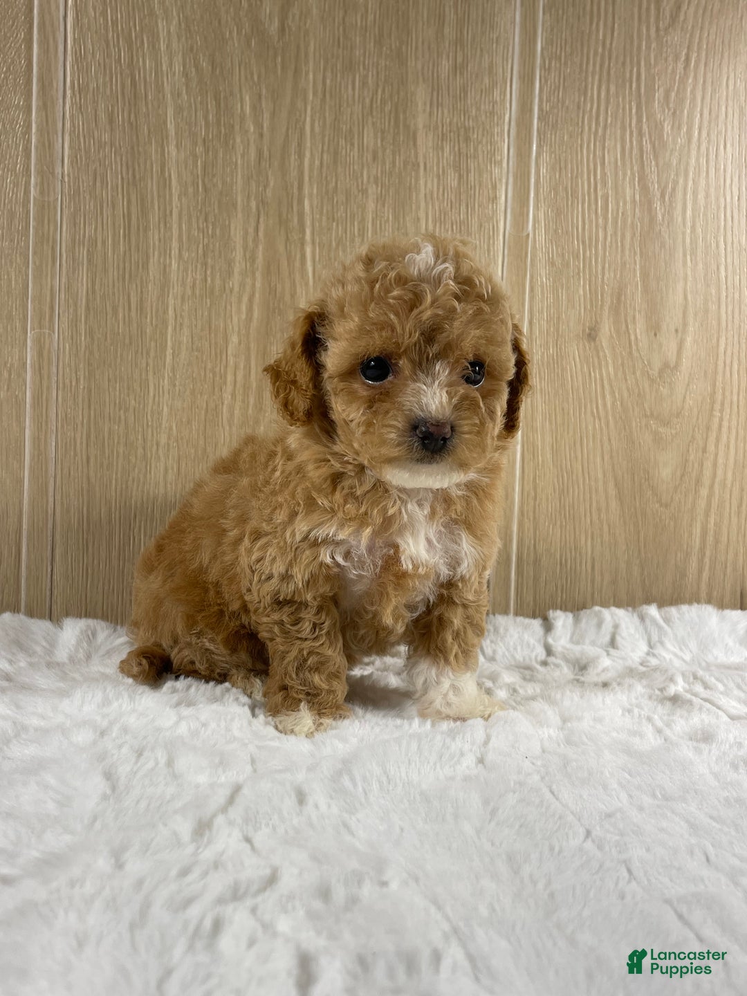 Shihpoo dogs for sale: Angel - Ad 7