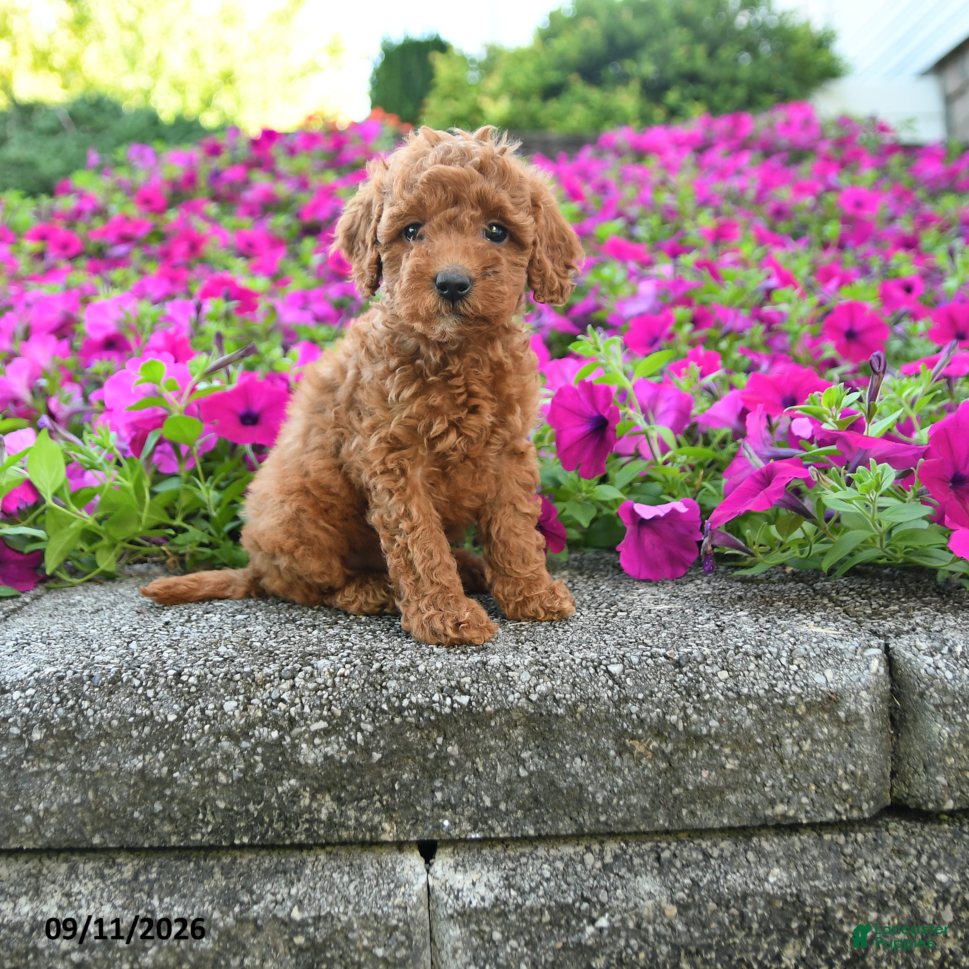 Miniature Poodle dogs Kayla - Ad 1