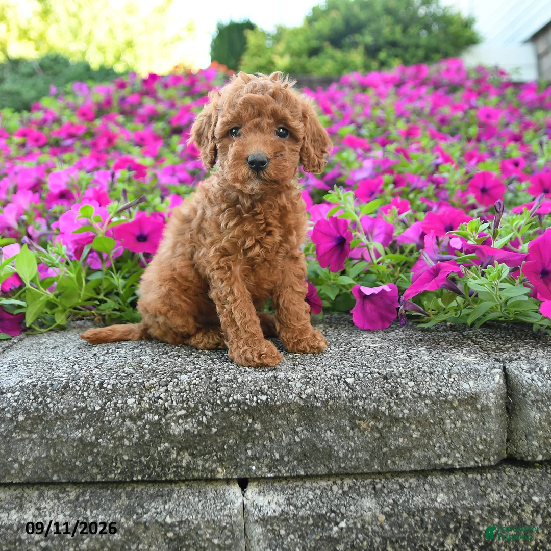 Miniature Poodle dogs for sale: Kayla - Ad 1