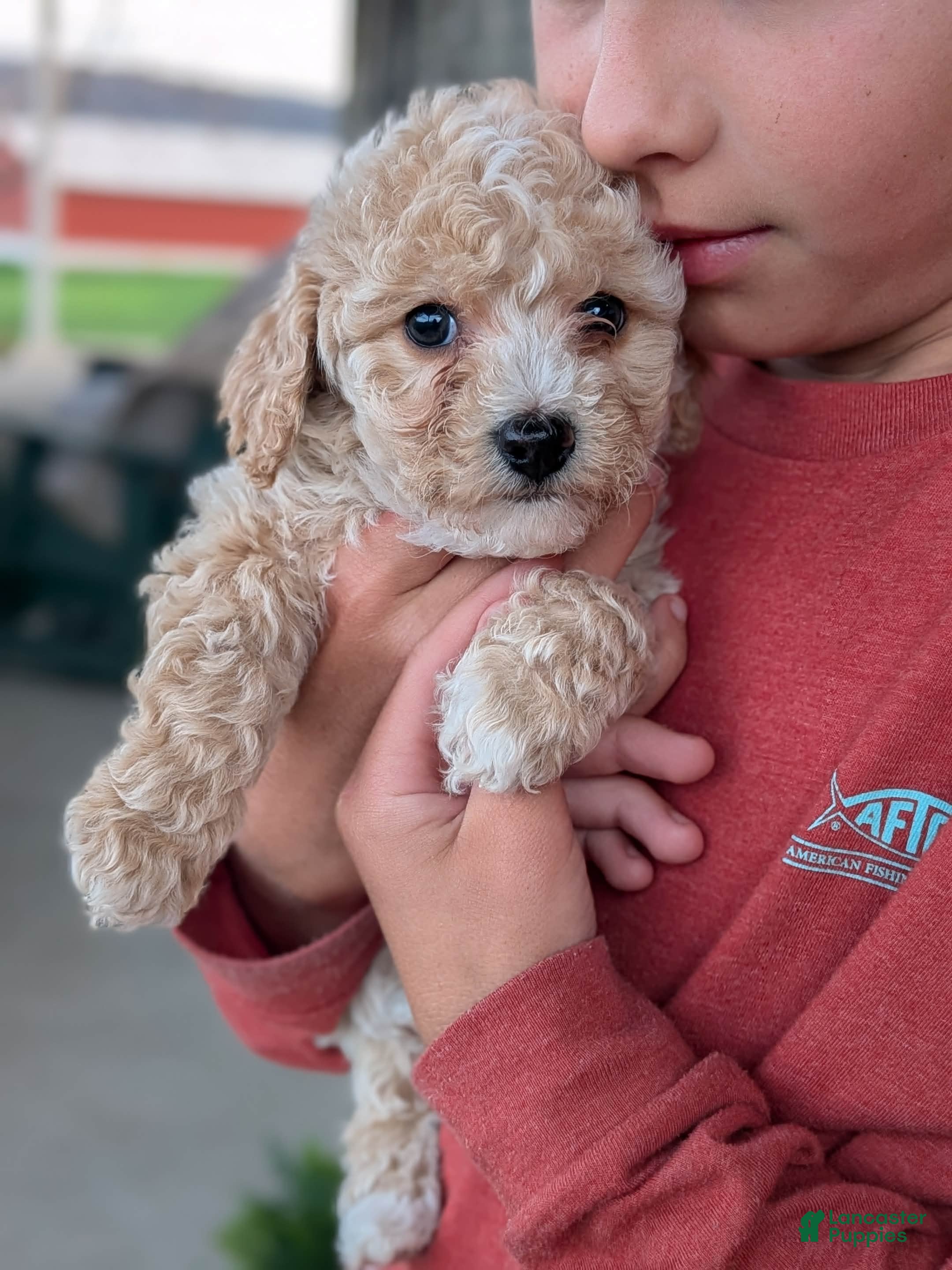 Bichpoo dogs Ruby - Ad 2