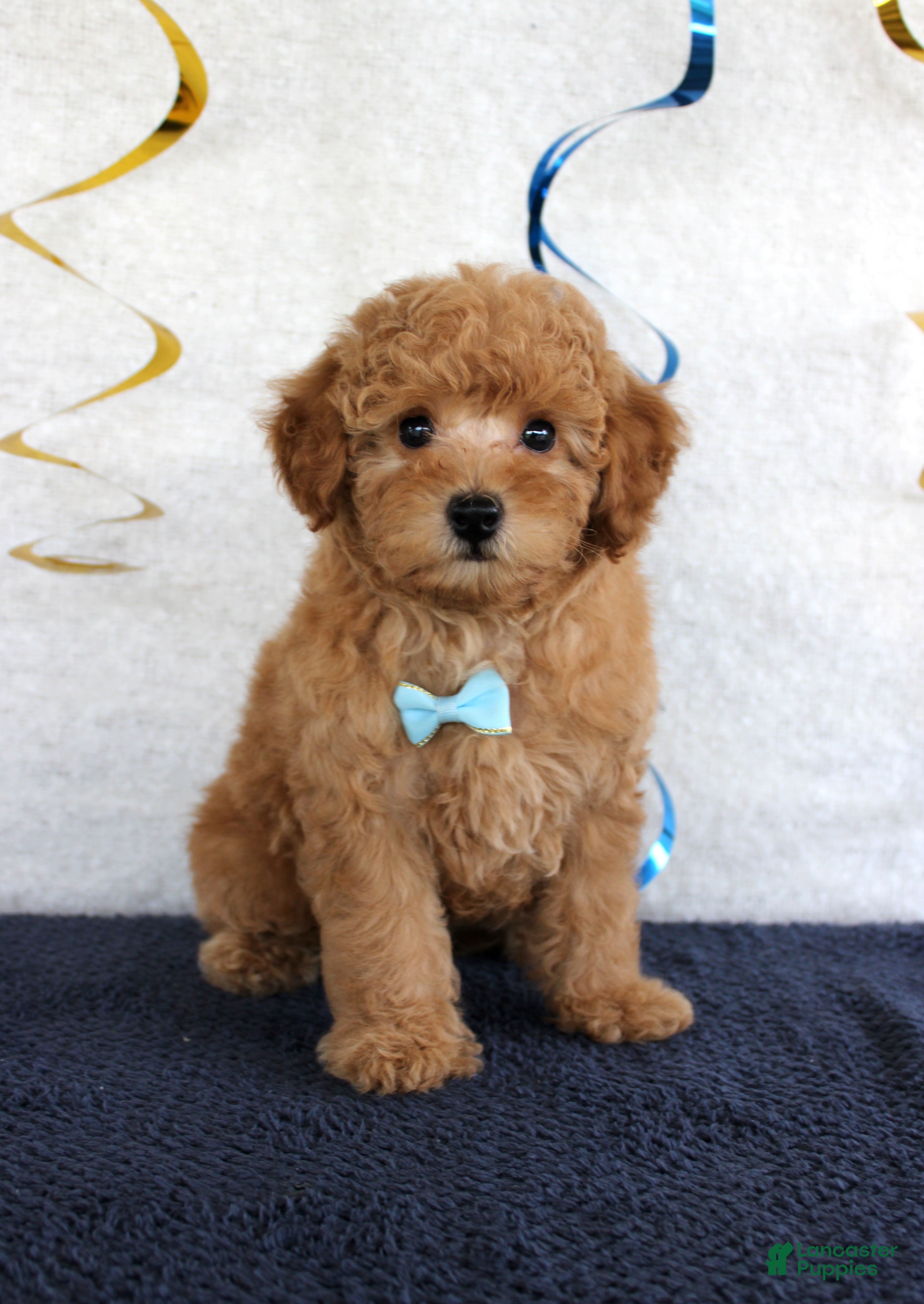 Miniature Poodle dogs Copper - Ad 5