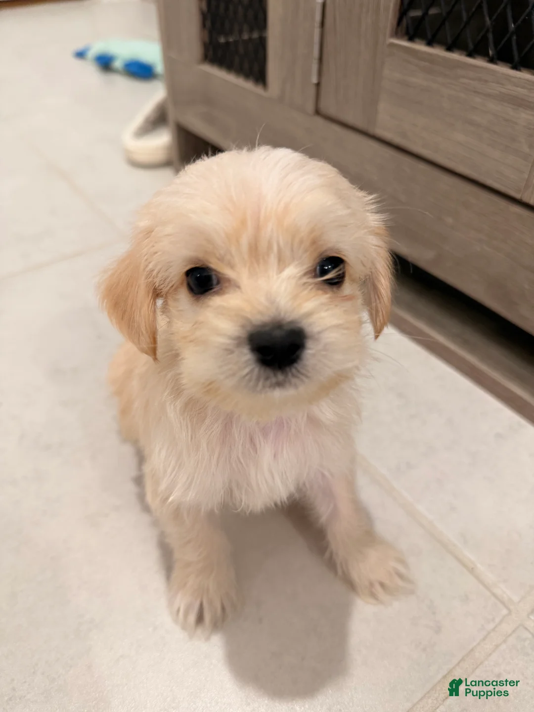 Mixed Breed dogs for sale: Milo - Ad 2