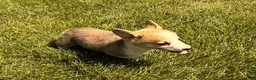 Welsh Corgi Pembroke dogs for sale: Floyd - Ad 16
