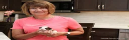 Malshi dogs for sale: Shanny - Ad 6