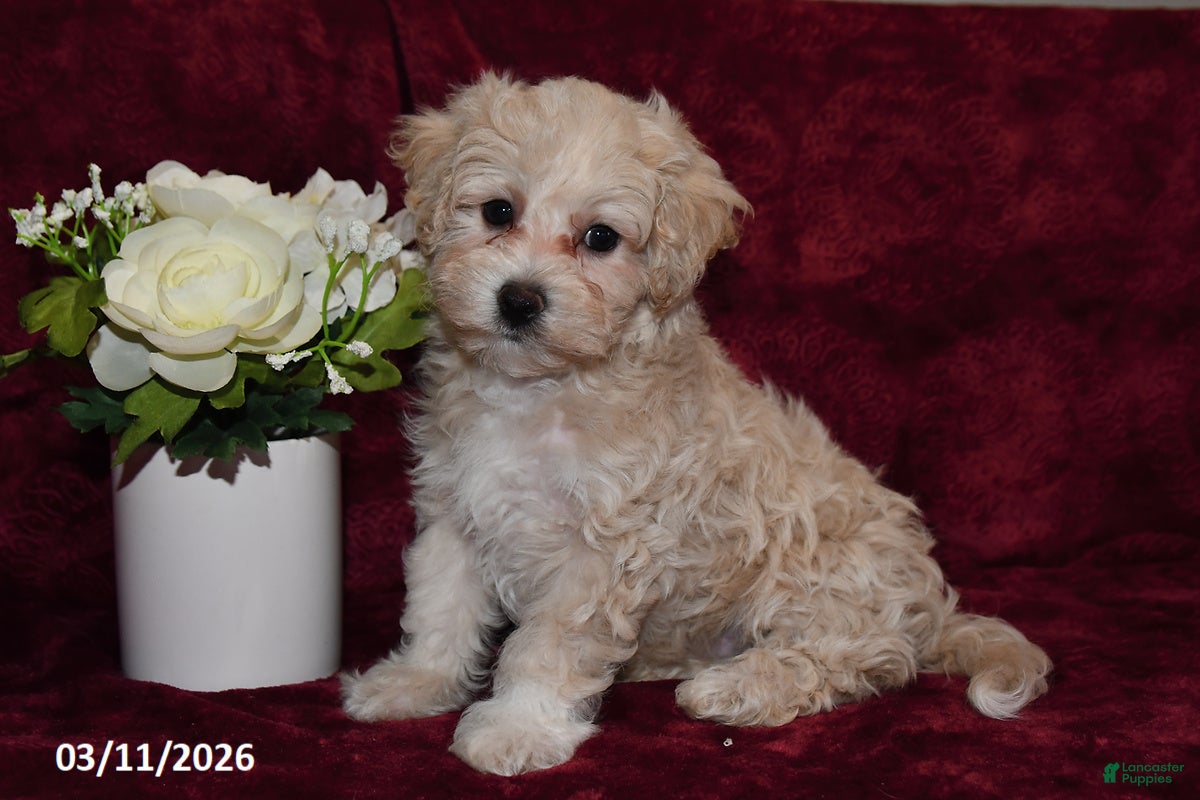 Maltipoo dogs Oddie - Ad 1