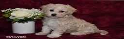 Maltipoo dogs for sale: Oddie - Ad 1