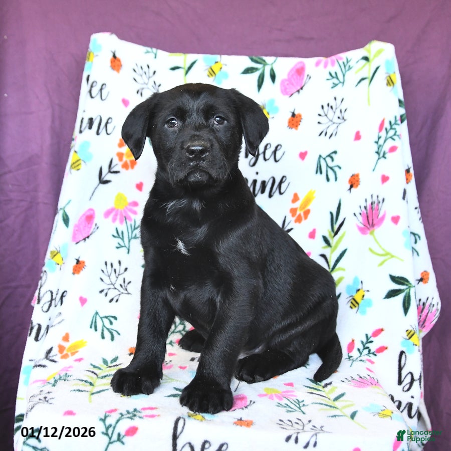 Labrador Retriever dogs Pepsi - Ad 16