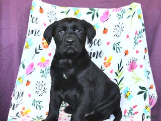 Labrador Retriever dogs Pepsi - Ad 16