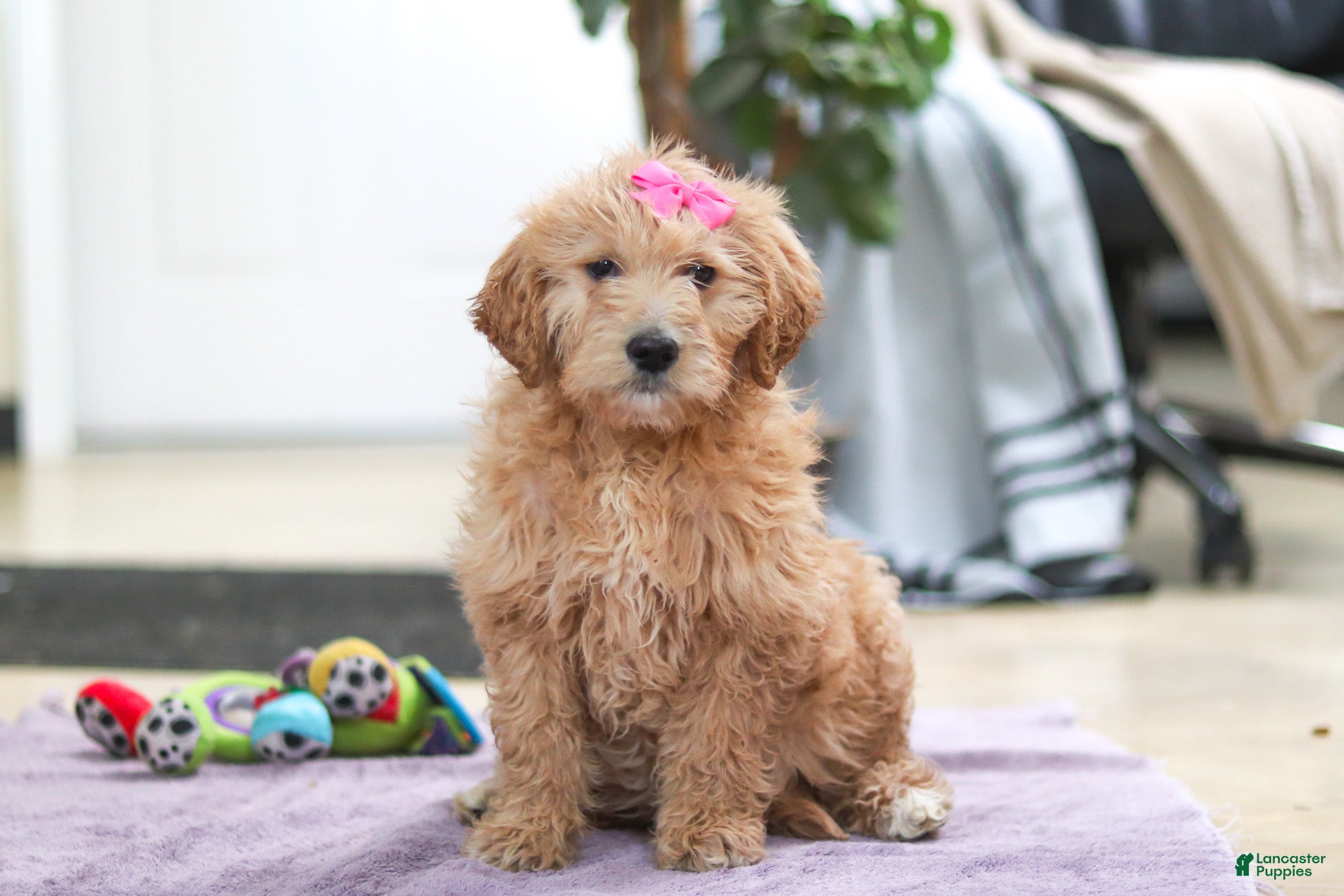 Goldendoodle dogs Miley - Ad 2