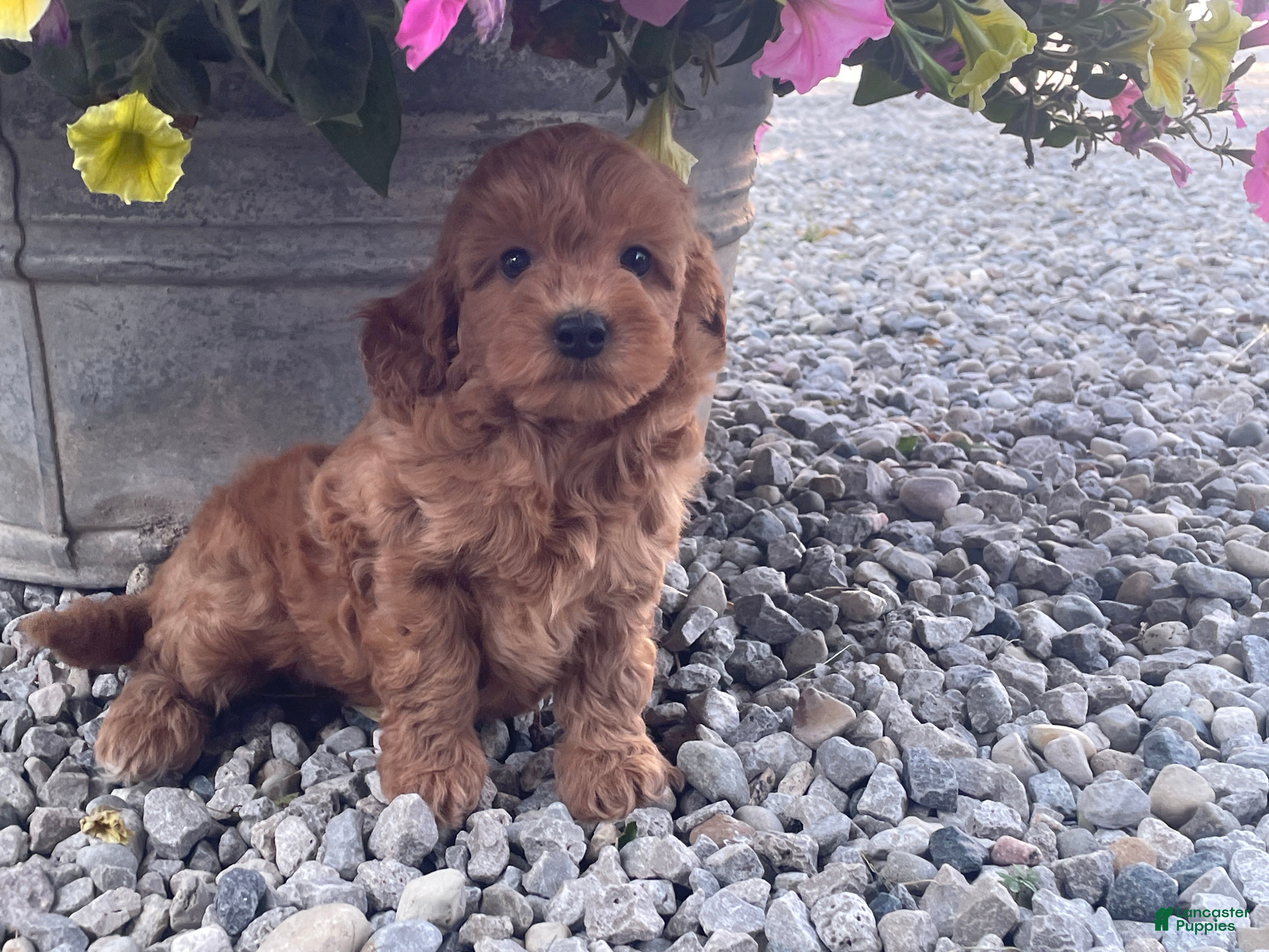 Mini Goldendoodle dogs Miles Mini Goldendoodle  - Ad 2