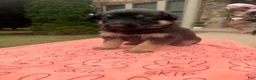 German Shepherd dogs for sale: Lila - Ad 3