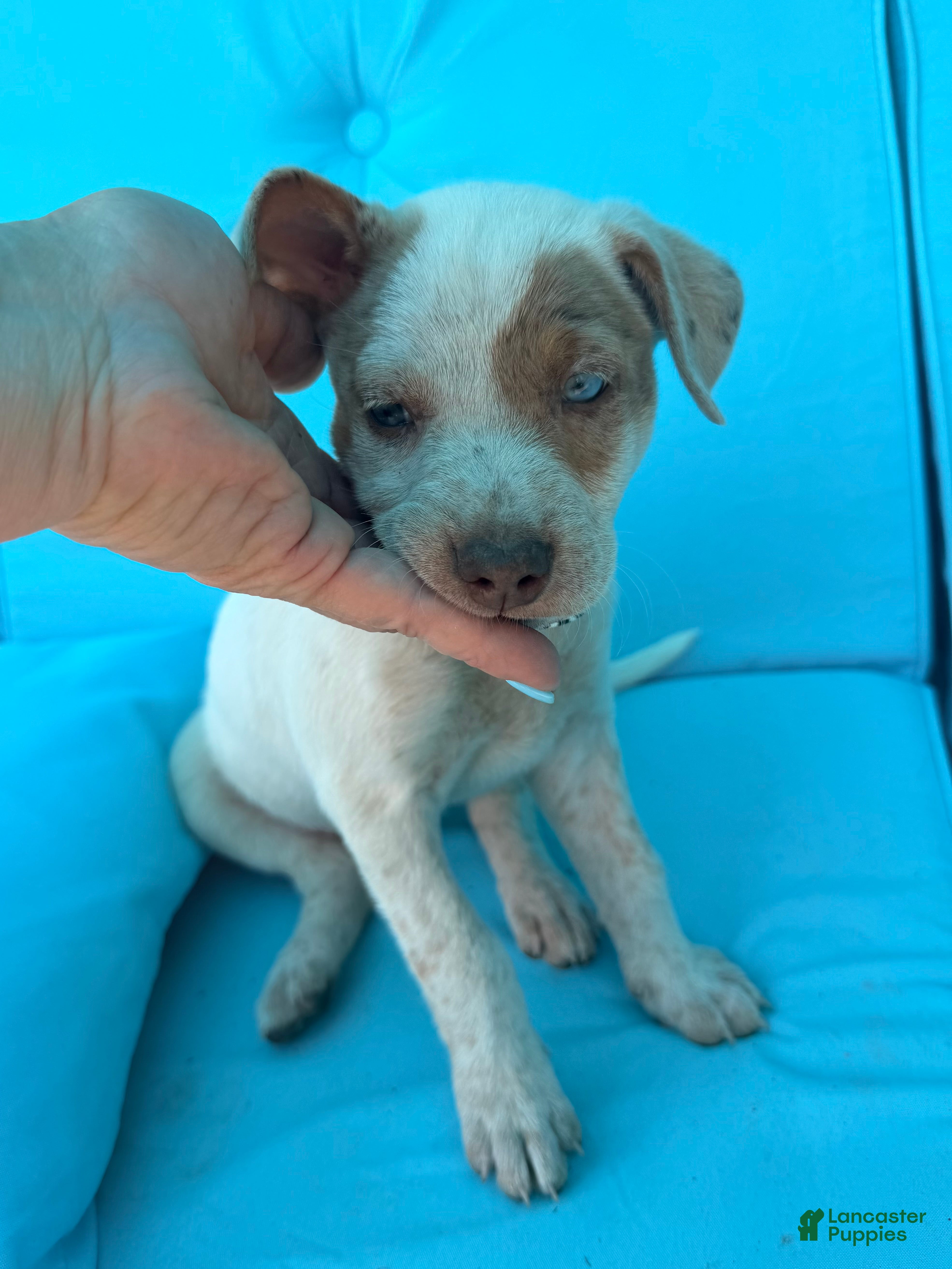 Mixed Breed dogs Ilene - Ad 2