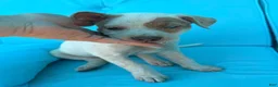 Mixed Breed dogs for sale: Ilene - Ad 2