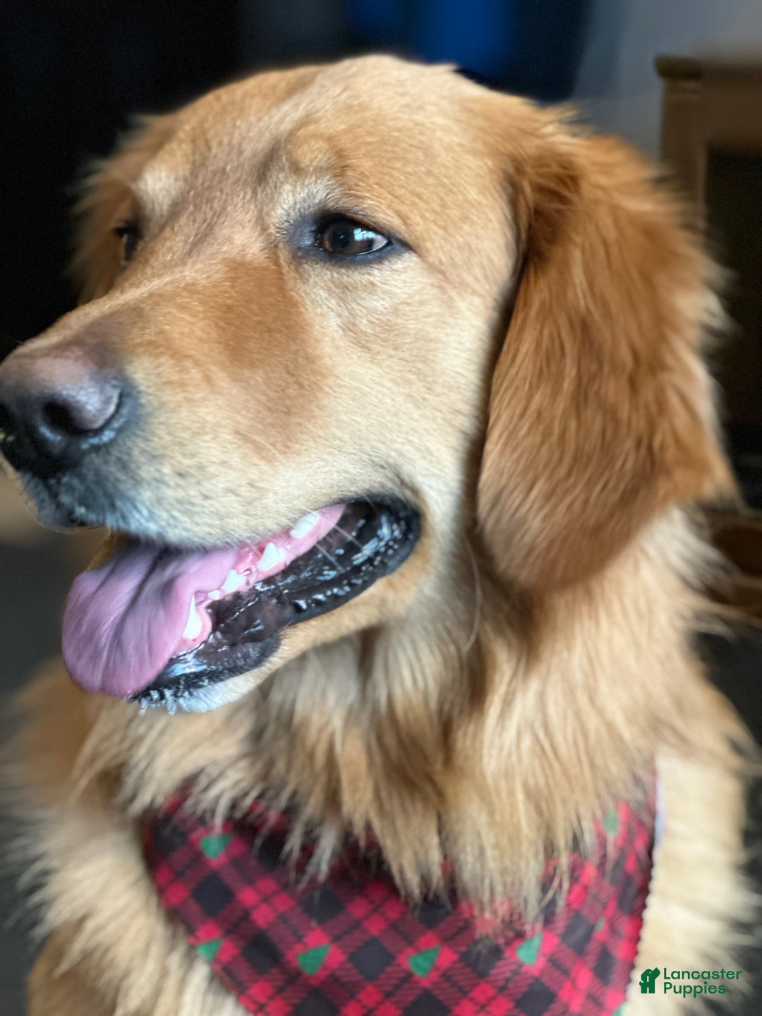 Golden Retriever dogs for sale: Golden Retriever Dark Pink Girl - Ad 47