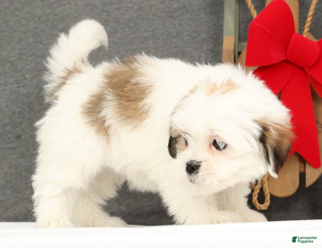 Lhasa Apso dogs for sale: Fern - Ad 4