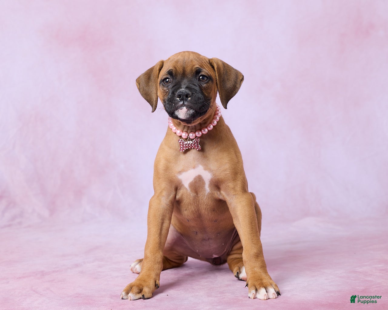 Boxer dogs Tammy - Ad 1