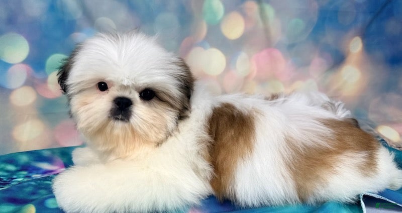 Shih Tzu dogs for sale: Boy 2 - Ad 2