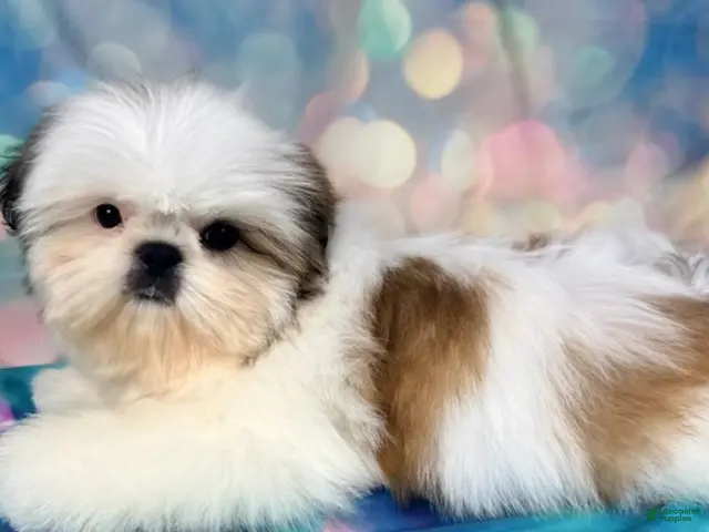 Shih Tzu dogs for sale: Boy 2 - Ad 2