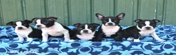 Boston Terrier dogs for sale: Jenna - Ad 3