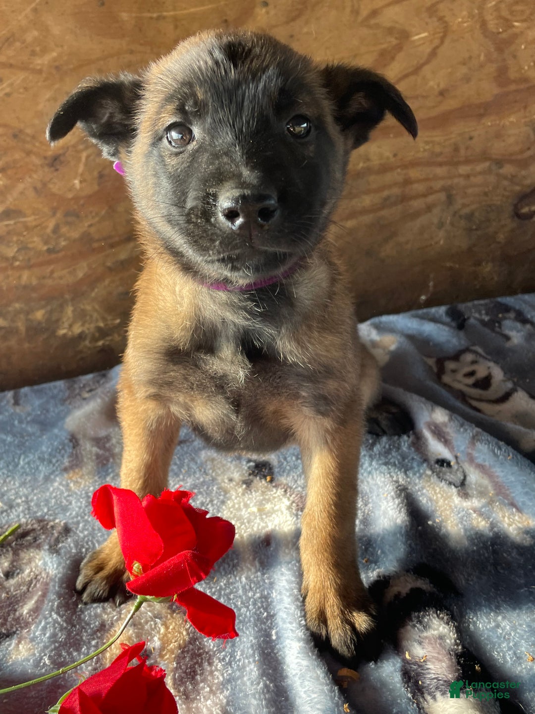 Belgian Malinois dogs for sale: Kira - Ad 1