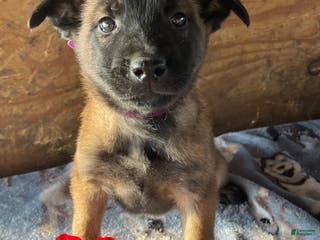 Belgian Malinois dogs Kira - Ad 28