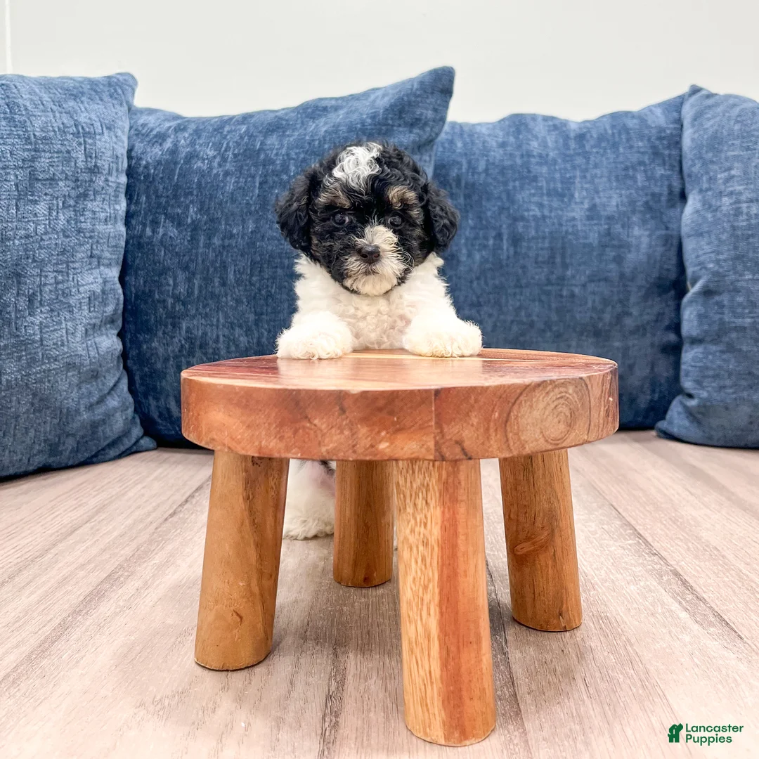 Toy Poodle dogs for sale: Bailey - Ad 2