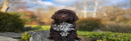 Portuguese Water Dog dogs for sale: Tori - Ad 4