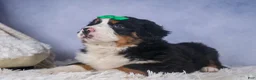 Bernese Mountain Dog dogs for sale: HERSHEY - Ad 7