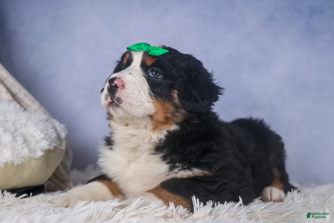 Bernese Mountain Dog dogs for sale: HERSHEY - Ad 7