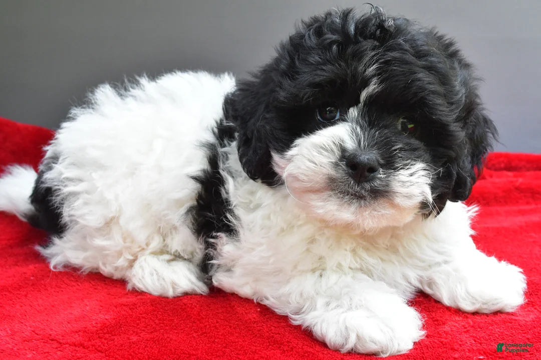 Teddy Bear dogs for sale: Sugar - Ad 7