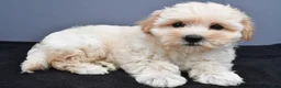 Maltipoo dogs for sale: Bella - Ad 4