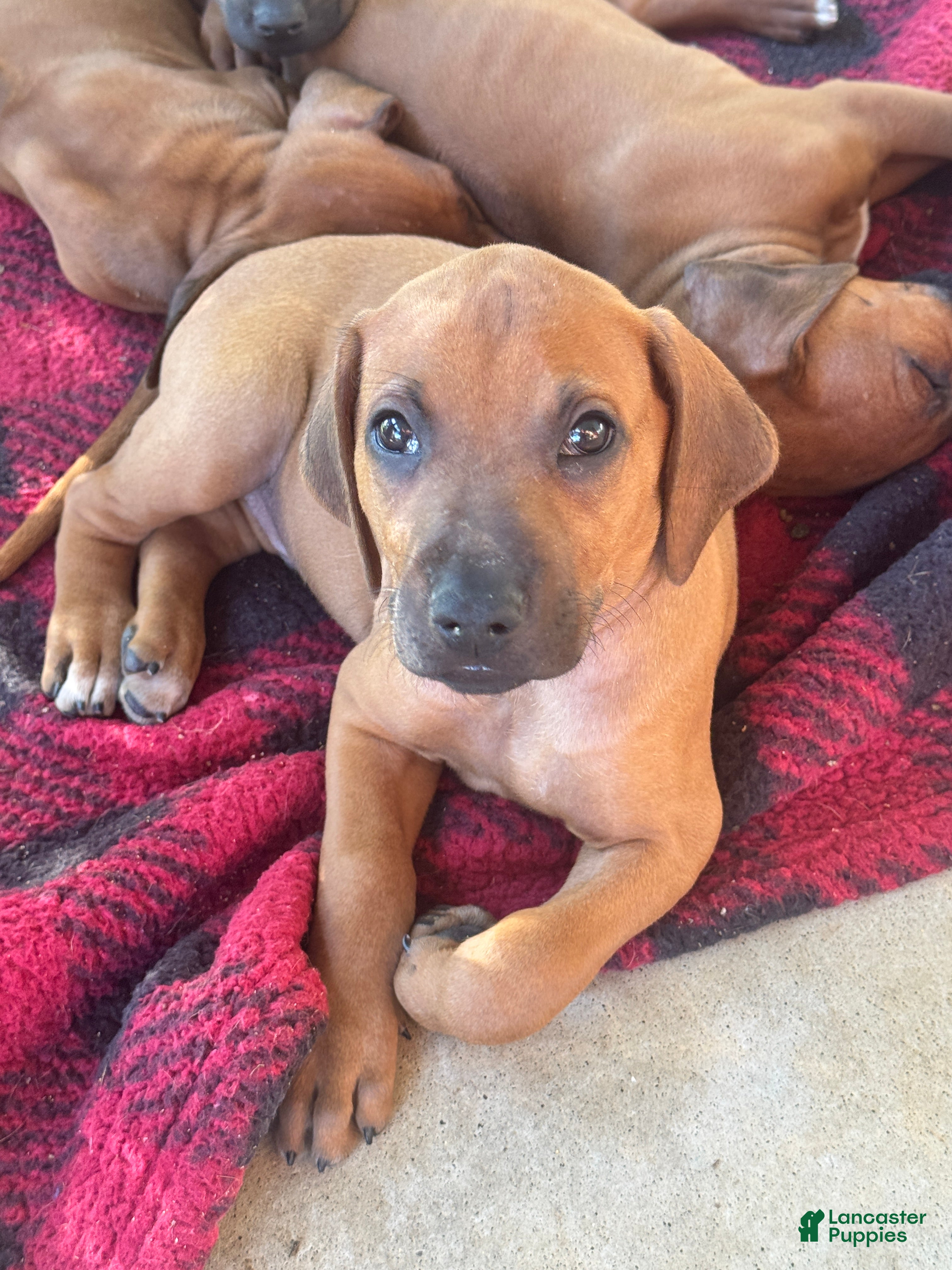 Rhodesian Ridgeback dogs Rhodesian Ridgeback- Mr. Orange  - Ad 2