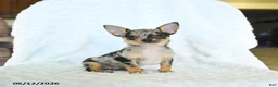 Chihuahua dogs for sale: Randy - Ad 3