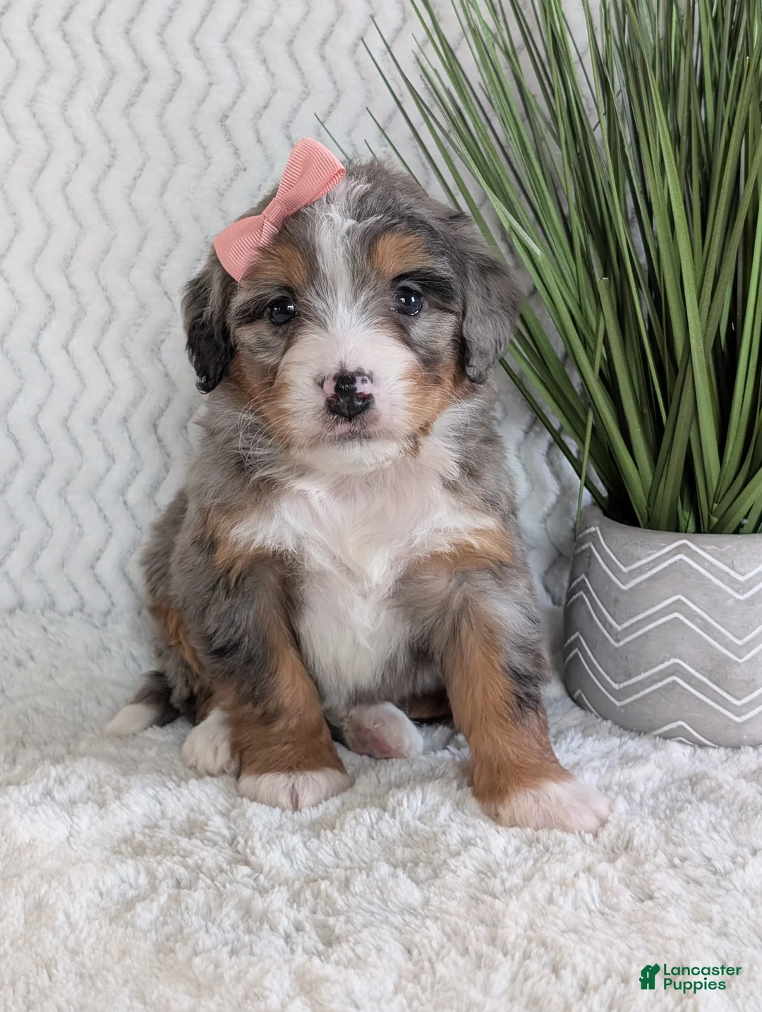 Mini Bernedoodle dogs for sale: Mini Pippa  - Ad 4