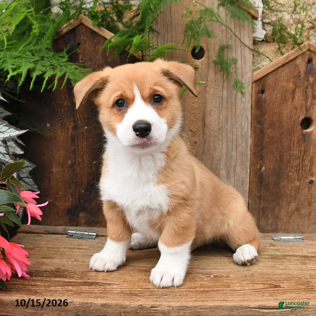 Mixed Breed dogs for sale: Bradley - Ad 3