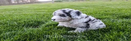 Sheepadoodle dogs for sale: Daisy - Ad 5