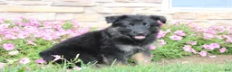 German Shepherd dogs for sale: Hope - Ad 4